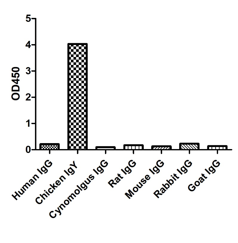 ELISA of specificity for different species of IgG-Anti-Chicken IgY, AlpSdAbs® VHH (HRP) 