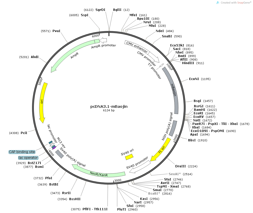 Plasmid map