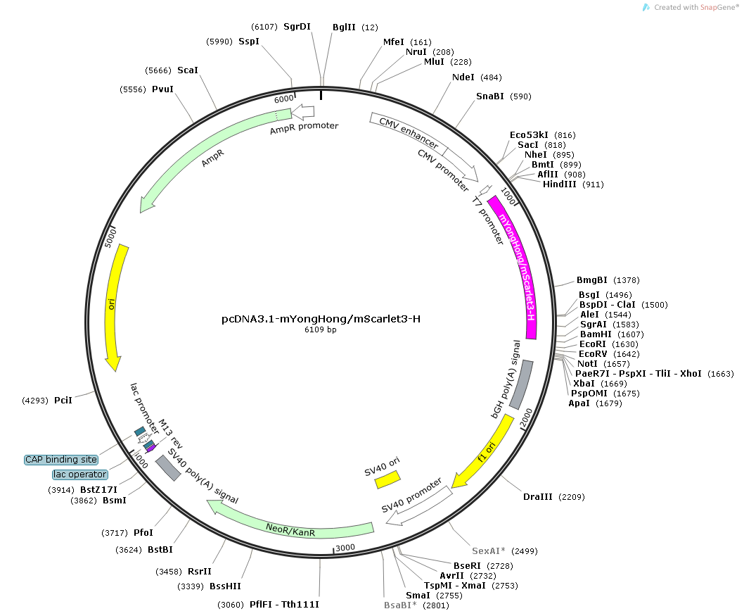 Plasmid map