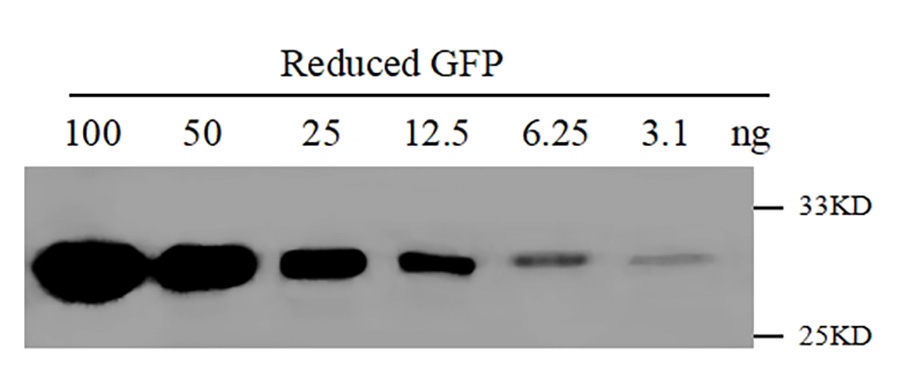 Western blot-Anti-GFP, AlpHcAbs® Mouse antibody(019-301-001)