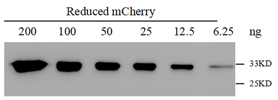 Western blot-Anti-RFP, AlpHcAbs® Rabbit antibody(020-201-001)