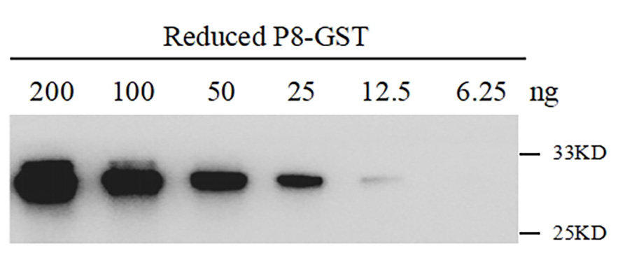 Western blot-Anti-GST tag, AlpHcAbs® Rabbit antibody(010-201-001) 
