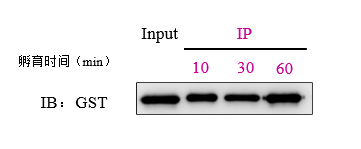 Immunoprecipitation-GST Nanoselector Magnetic beads