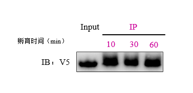 Immunoprecipitation-V5 tag Nanoselector Magnetic beads