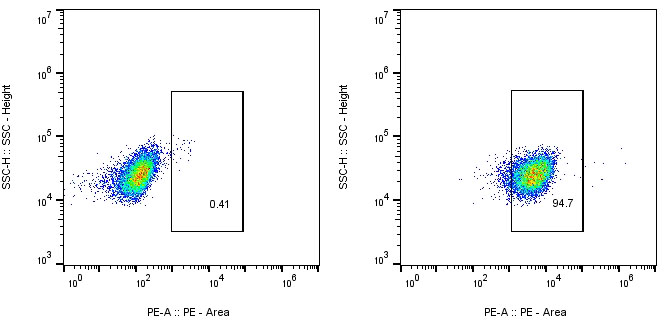 CAR-Jurkat Assay-Human BCMA-PE CAR TEST Kit
